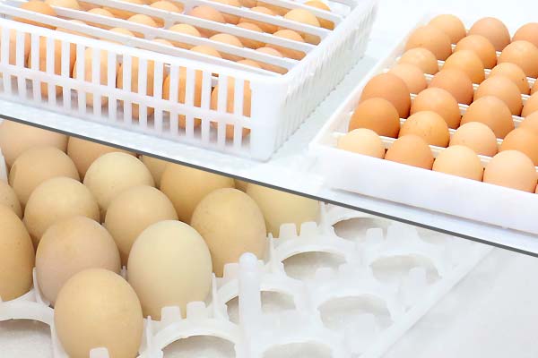 شانه تخم مرغ دستگاه جوجه کشی دقیق ایمن عملکرد بالا