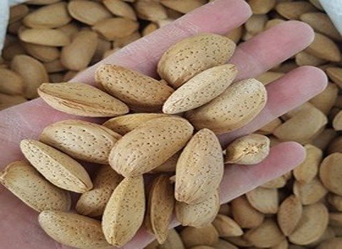 بادام درختی با پوست ایرانی درشت مرغوب