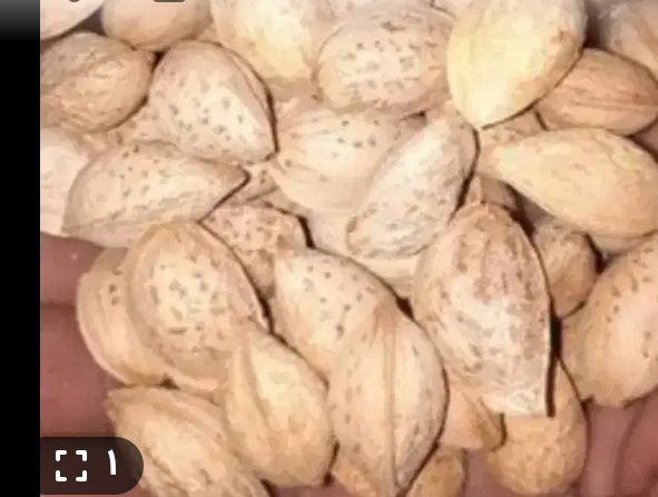 انواع بادام درختی رسیده با قیمت ویژه