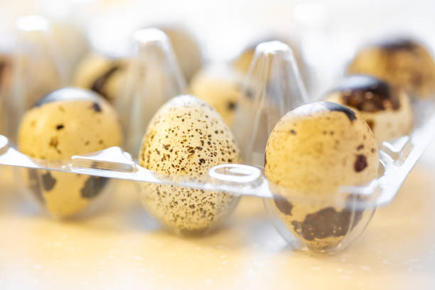 تصویر 2 از شانه تخم بلدرچین پلاستیکی شفاف محکم کاربردی