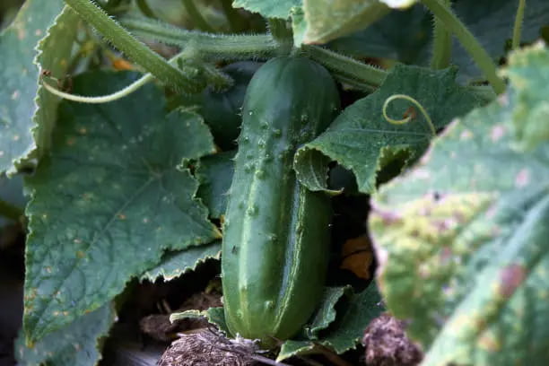 تصویر 1 از خیار بوته‌ ای شمالی خوش‌ رنگ و معطر