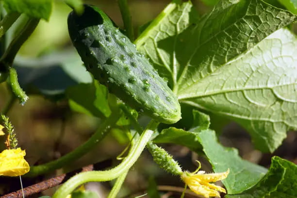 تصویر 2 از خیار بوته‌ ای شمالی خوش‌ رنگ و معطر