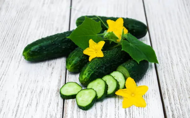 خیار بوته‌ ای شمالی خوش‌ رنگ و معطر