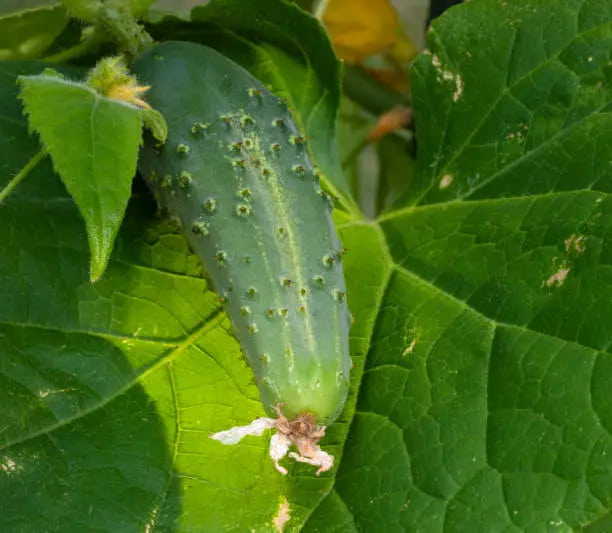 تصویر 3 از خیار بوته‌ ای شمالی خوش‌ رنگ و معطر