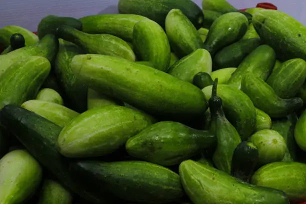 تصویر 1 از خیار بوته ای همدان ارگانیک محلی