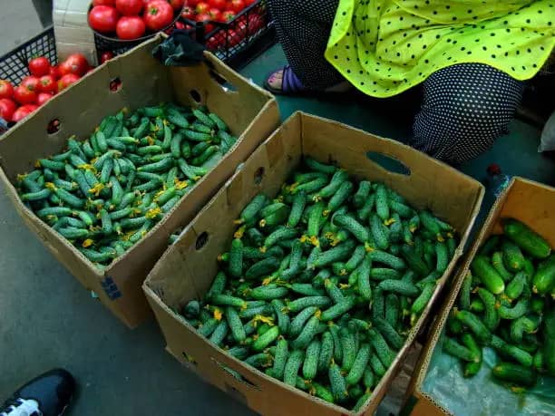 خیار بوته ای همدان ارگانیک محلی