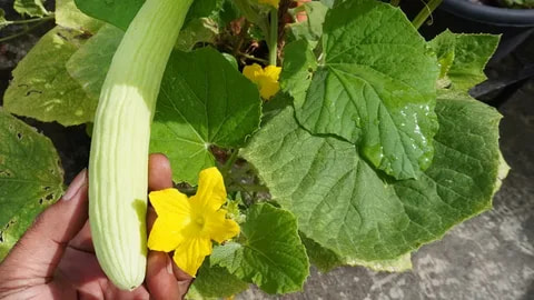 تصویر 3 از خیار چنبر ترد و خوشمزه