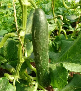 تصویر 3 از خیار سالادی درشت خوشمزه