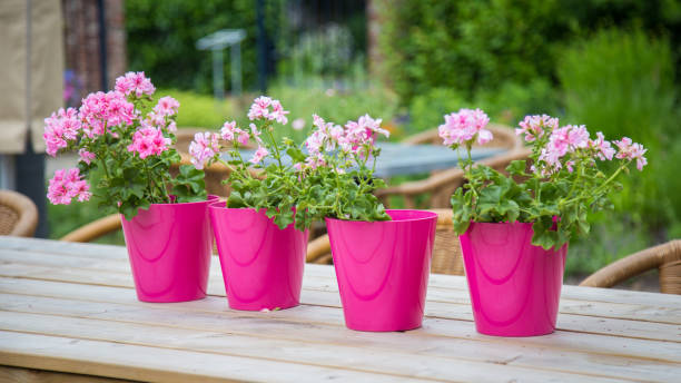 گلدان پلاستیکی استوانه‌ ای با طراحی ساده و مناسب گیاهان آپارتمانی