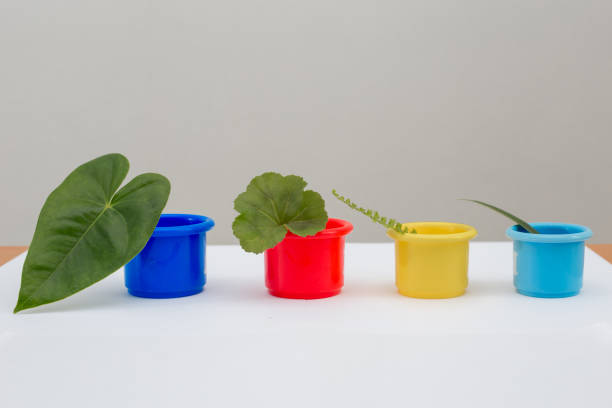 گلدان پلاستیکی کوچک برای کاشت گل‌ های رو میزی و گیاهان فانتزی