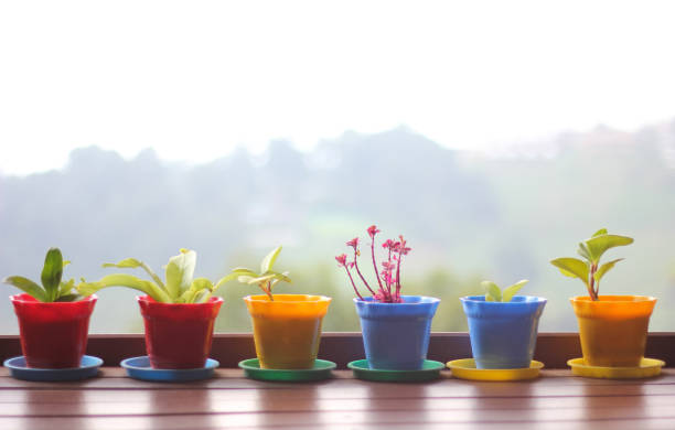 گلدان پلاستیکی ارزان با کیفیت قابل قبول برای استفاده روزمره