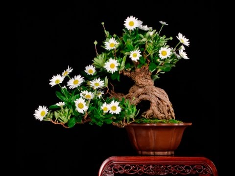 گلدان پلاستیکی کوچک مخصوصا گل‌ های رو میزی و گیاهان فانتزی