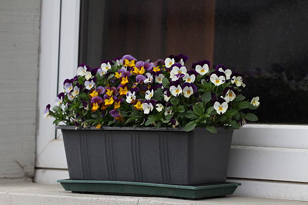 گلدان پلاستیکی مستطیلی مناسب چیدمان گل‌ های متنوع در تراس