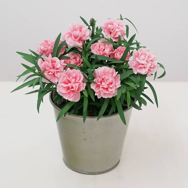 گلدان پلاستیکی گرد ارزان با کیفیت مرغوب