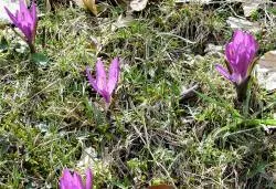 زعفران کوهی، عصاره‌ ای ناب از مزارع آرام