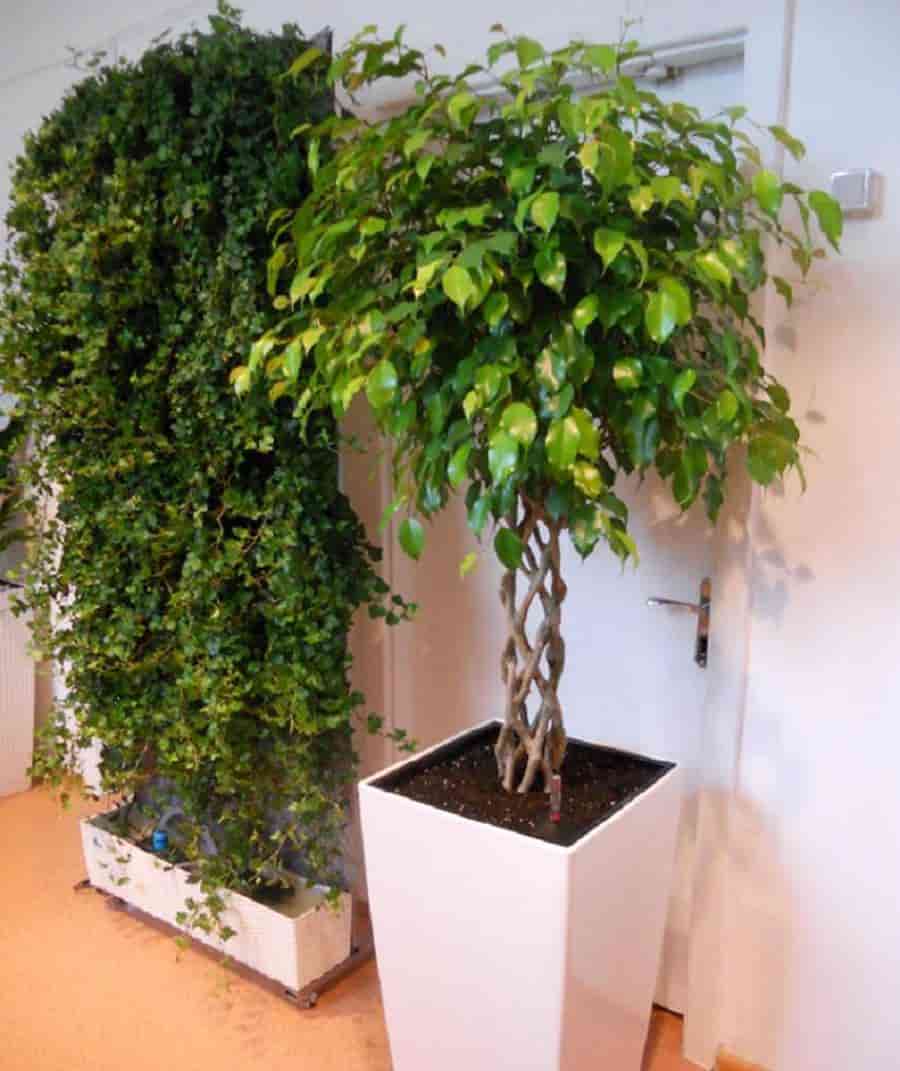 گلدان پلاستیکی مستطیل خیلی بزرگ مخصوص درختچه‌ های پانسیونی