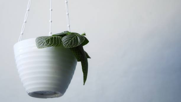 گلدان پلاستیکی آویز زیبا تر کردن دیوار یا تراس خانه