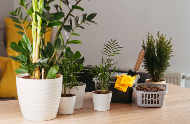 گلدان پلاستیکی ارتفاع بلند مناسب گوشه‌ های سالن پذیرایی