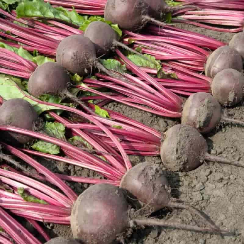 کود اوره چغندر با افزایش کلروفیل + مرغوبیت محصول