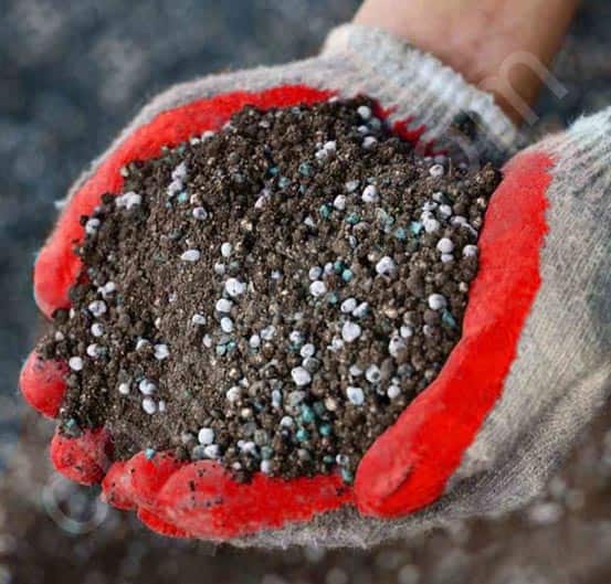 تصویر 1 از کود اوره چغندر با افزایش کلروفیل + مرغوبیت محصول