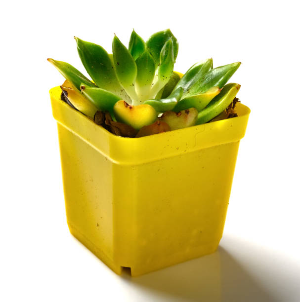 گلدان پلاستیکی چهار گوش چیدمان منظم گیاهان کنار هم