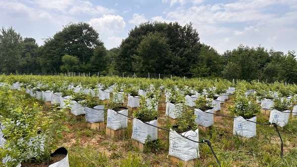 بلوبری طلای آبی کشور + فروش عمده نهال بلوبری