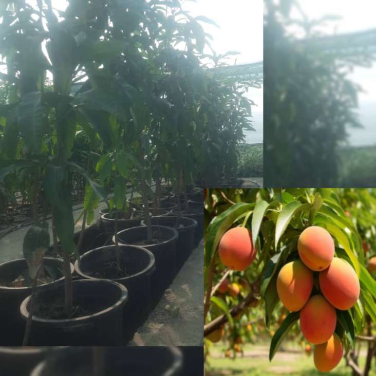 فروش عمده نهال انبه پیوندی قلمی + سایز سطل هفت و نایلکسی