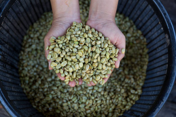 دانه سبز قهوه وارداتی رطوبت کنترل‌ شده