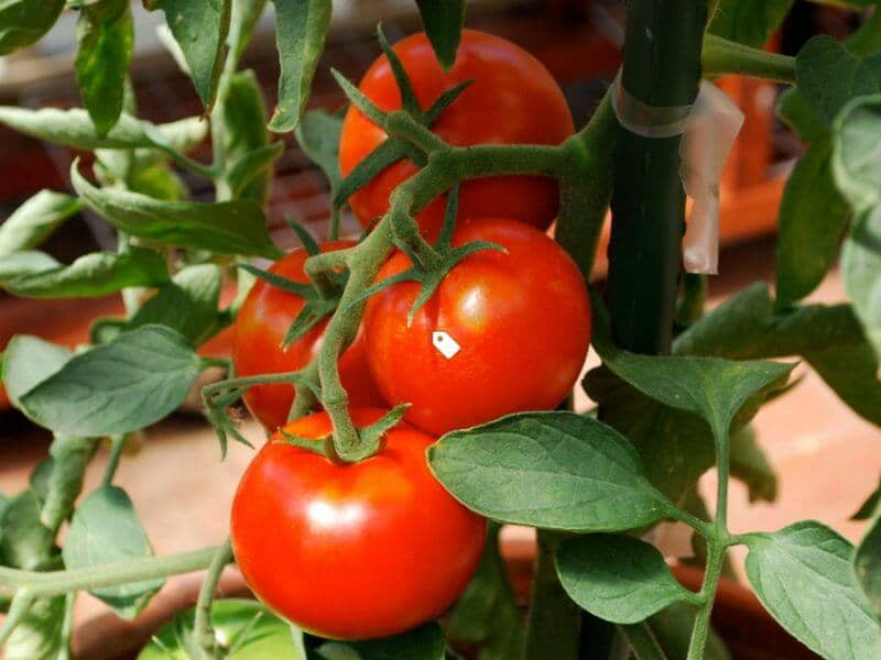 گوجه فرنگی قرمز عمده ارگانیک مناسب پخت روزانه