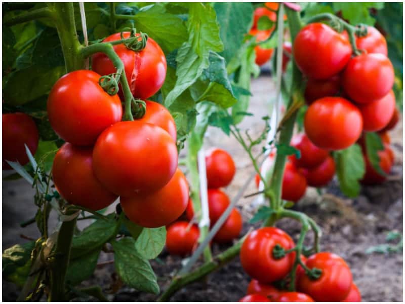 تصویر 3 از گوجه فرنگی قرمز فله گلخانه ای سالم با طعم طبیعی