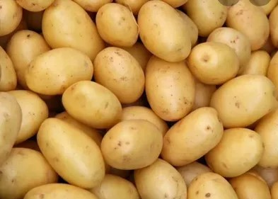 سیب‌ زمینی سفید تازه برداشت‌ شده از مزارع داخلی