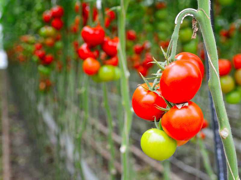 فروش گوجه فرنگی