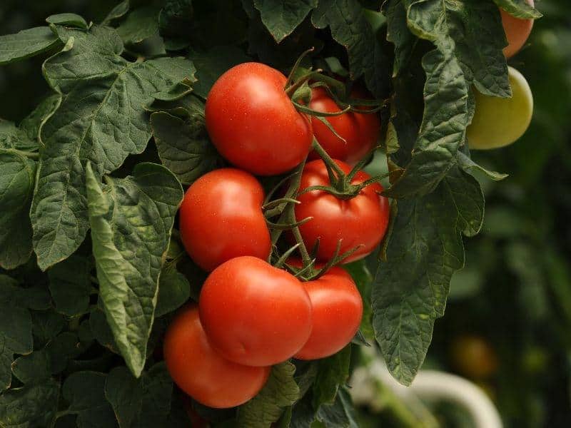 تصویر 4 از گوجه فرنگی ارگانیک قرمز عمده مزرعه ای با طعم لذیذ