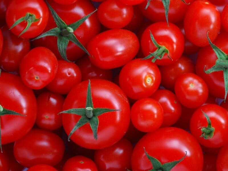 گوجه فرنگی ارگانیک قرمز فله گلخانه ای با کیفیت ممتاز