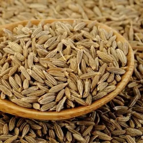 زیره سبز تازه و با کیفیت برای مصرف روزانه