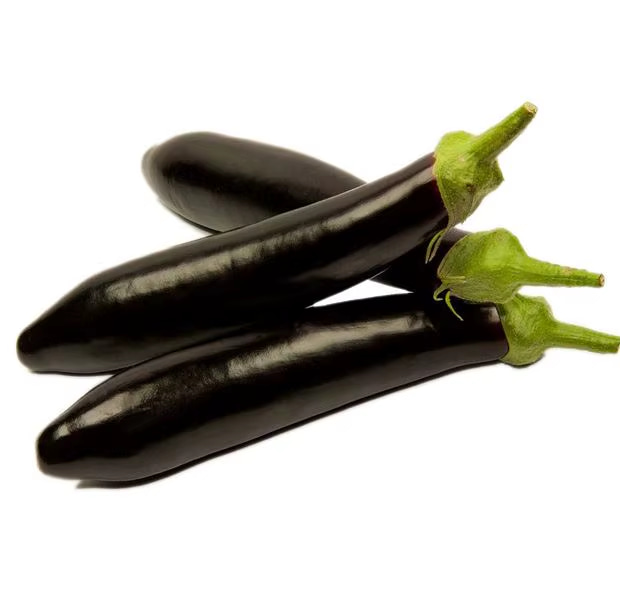 بادمجان محلی شمال تازه کشت شده