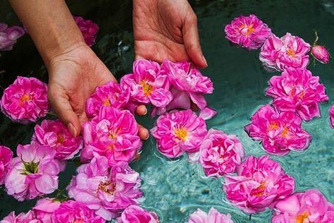 تصویر 3 از گلاب تازه طبیعی و خوش‌ عطر نیاسر