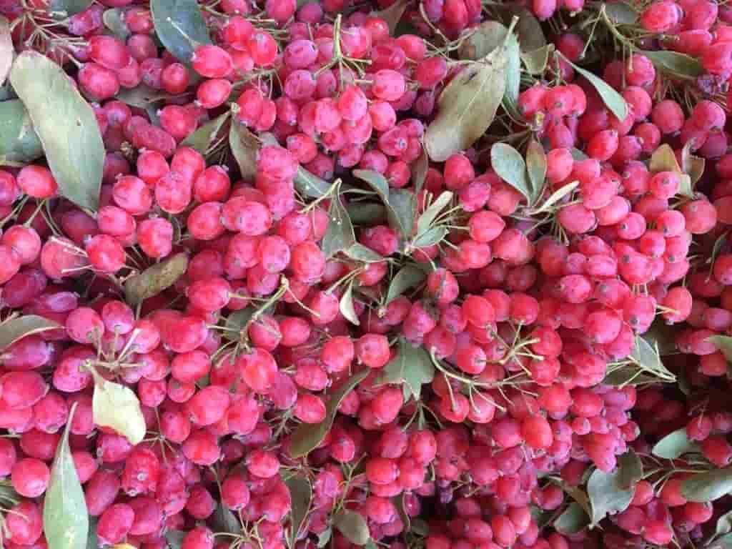 زرشک خوشه ای تازه دستچین شده