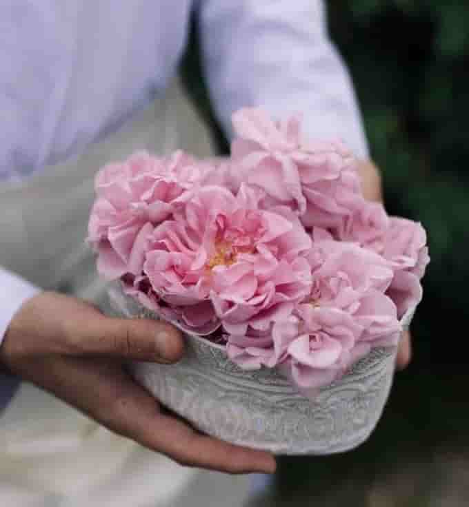 تصویر 3 از گلاب لاله‌ زار کرمان با کیفیت برتر