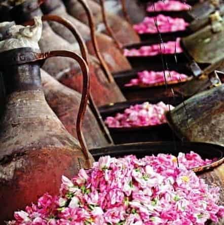 تصویر 3 از گلاب میمند درجه یک و تازه