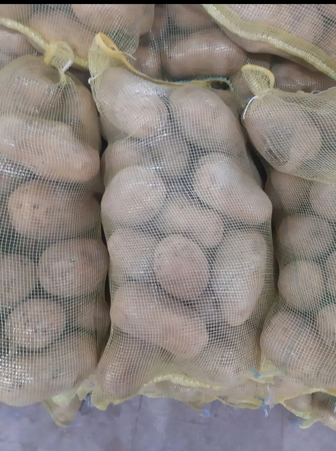 قیمت و خرید سیب زمینی چیپسی + فروش عمده مستقیم از کشاورز