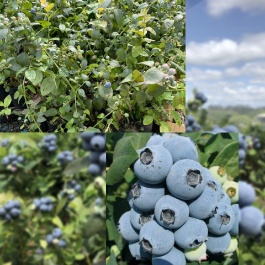 فروش عمده نهال بلوبری سردسیر + مشاوره حضوری کشت بلوبری