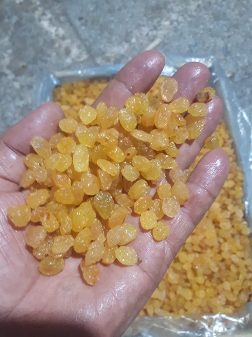 تصویر 1 از کشمش گلدن + قيمت مناسب و عمده