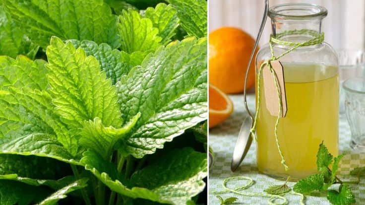 عرق نعنا فلفلی طعم تند مسکن معده