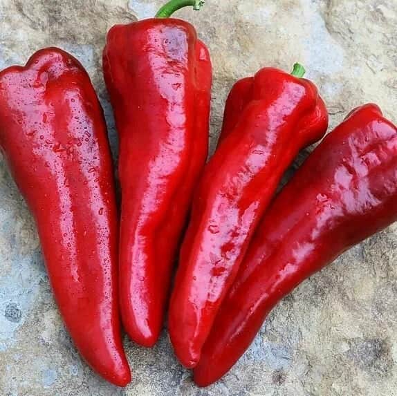 تصویر 3 از فلفل دلمه‌ ای قرمز دراز با طعم ملایم و طبیعی