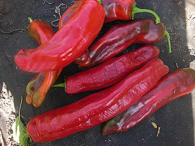 تصویر 4 از فلفل دلمه‌ ای قرمز دراز با طعم ملایم و طبیعی