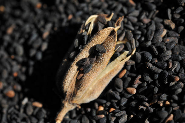 سیاه دانه عمده تخفیف حجمی خرید بالا