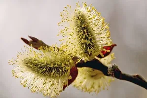 عرق بیدمشک شیشه ای + حفظ عطر و طعم