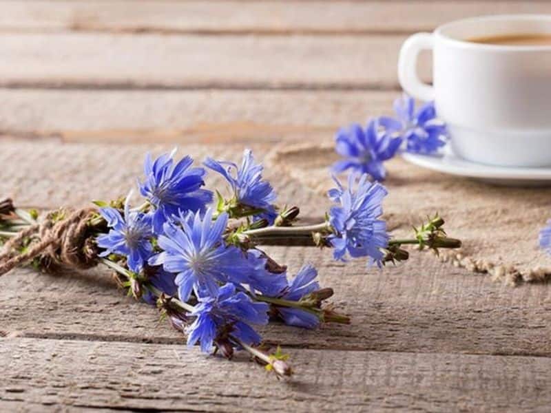 عرق کاسنی عمده به صرفه و اعلا