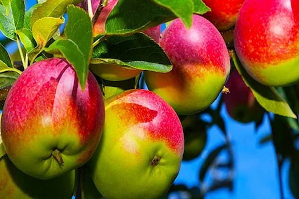 تصویر 2 از سیب درختی مشهد ارگانیک و طبیعی